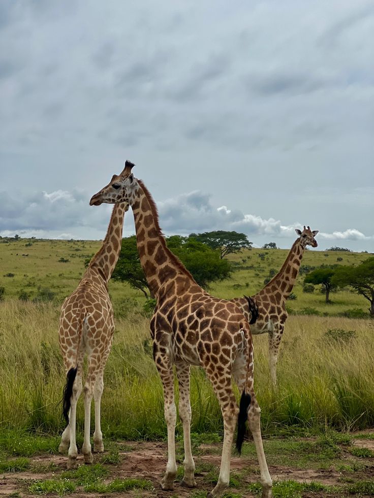 You are currently viewing Cost of a 3-Day Safari in Uganda and Rwanda