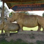 Top things to do in Entebbe