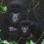 Gorilla Trekking Safety 