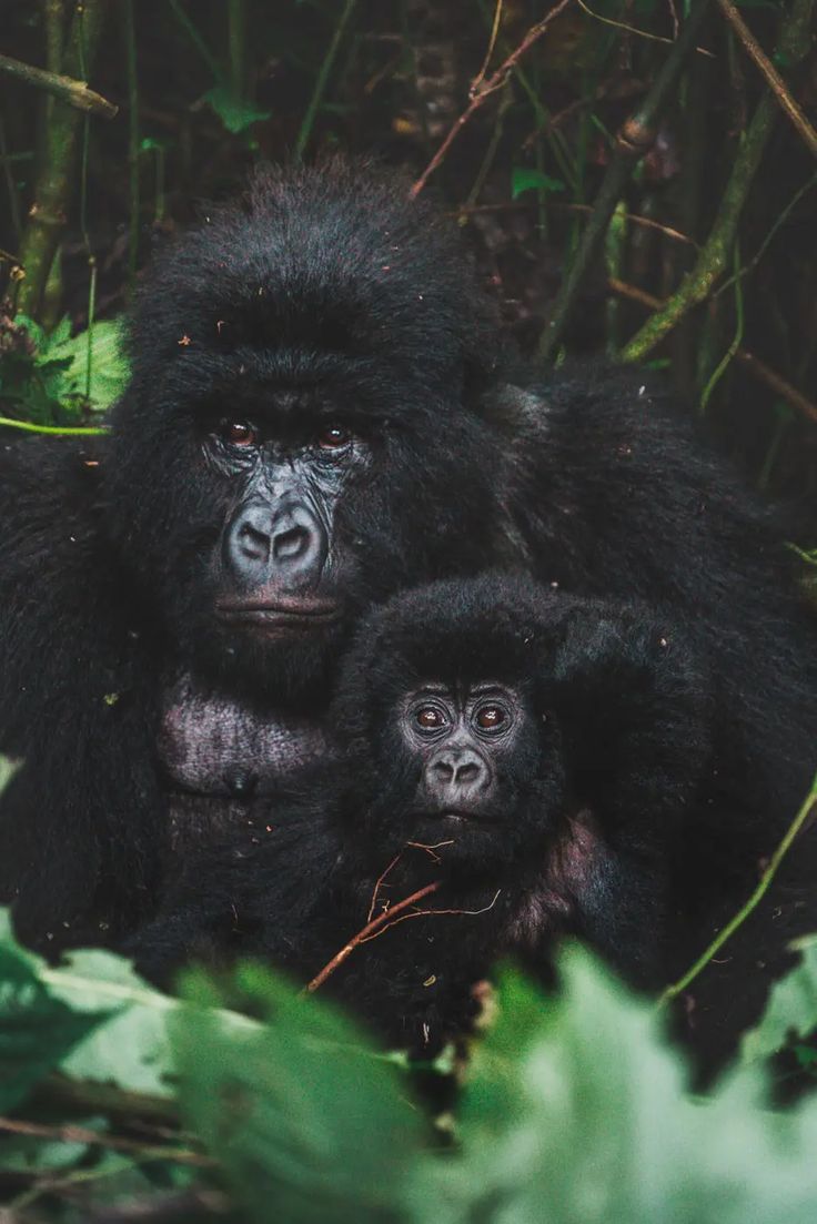 You are currently viewing Gorilla Trekking Safety 