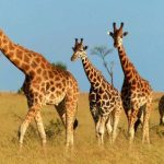 2-Day Uganda Safari.