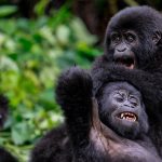 4 Days Bwindi Gorilla Trekking and Golden Monkey Tour