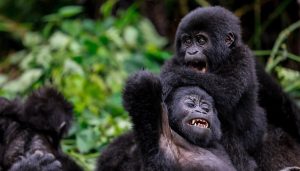 Read more about the article 4 Days Bwindi Gorilla Trekking and Golden Monkey Tour