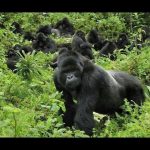 Best Gorilla Safaris in Africa