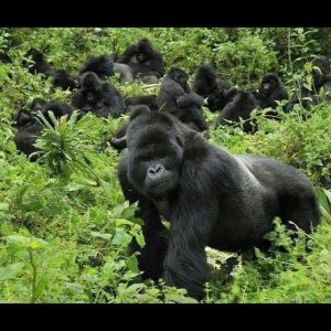 Read more about the article Best Gorilla Safaris in Africa