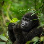 3 Days Uganda Gorilla Trekking from Kigali