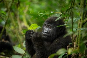 Read more about the article 3 Days Uganda Gorilla Trekking from Kigali