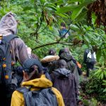 4 Days Gorilla trekking in Bwindi and Bisoke