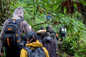 Read more about the article 4 Days Gorilla trekking in Bwindi and Bisoke