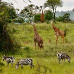 11 Days Uganda and Rwanda Tour.