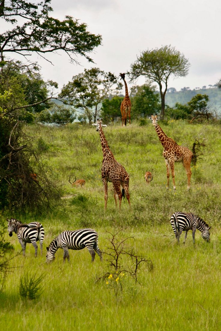 11 Days Uganda and Rwanda Tour