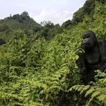 3 Days Rwanda gorilla trekking Safari