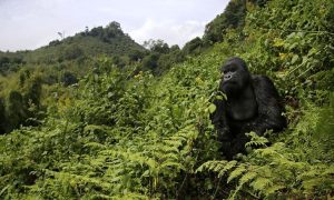 Read more about the article 3 Days Rwanda gorilla trekking Safari