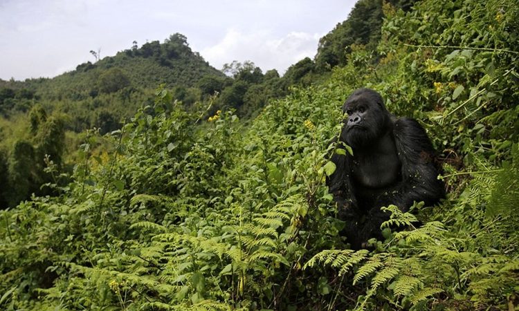 You are currently viewing 3 Days Rwanda gorilla trekking Safari