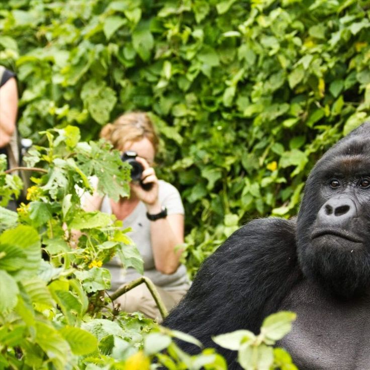 You are currently viewing 1 Day Rwanda Gorilla Trek Safari