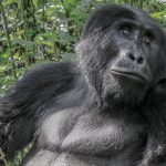 Gorilla Trekking in Uganda Through Tanzania