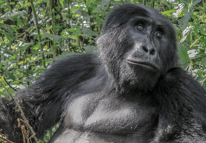 You are currently viewing Gorilla Trekking in Uganda Through Tanzania