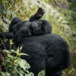 Why Bwindi is the Best Gorilla Trekking Destination