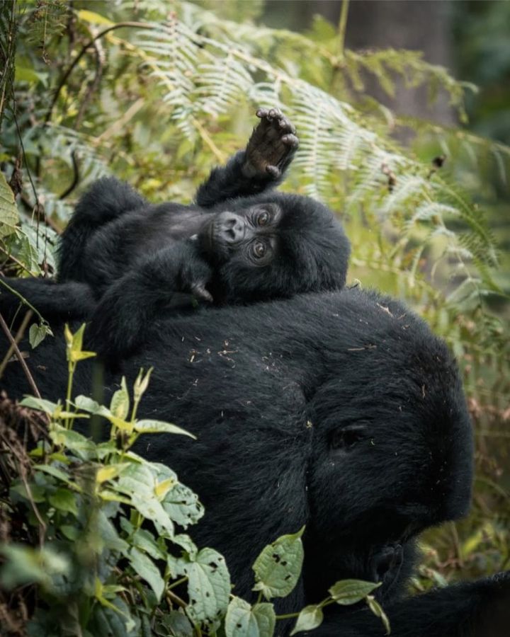 You are currently viewing Why Bwindi is the Best Gorilla Trekking Destination