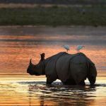 Top 10 Spots for Stunning Wildlife Photography in Uganda