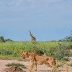 Responsible Travel Matters in Uganda’s National Parks