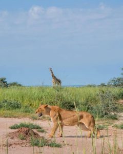 Read more about the article Responsible Travel Matters in Uganda’s National Parks