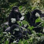 How to Book Gorilla Trekking Permits for 2025