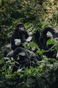 Read more about the article How to Book Gorilla Trekking Permits for 2025