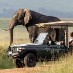 Top 5 National Parks in Uganda for Your Next Safari