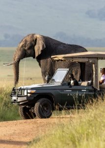 Read more about the article Top 5 National Parks in Uganda for Your Next Safari