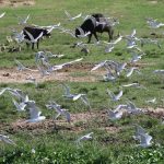 Birdwatching experiences in Uganda & Rwanda