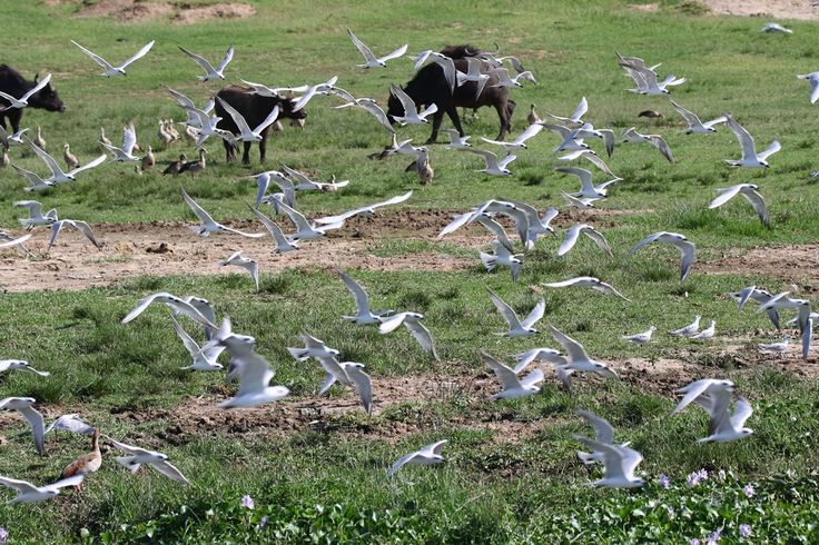 Why Queen Elizabeth National Park is a Birdwatcher’s Paradise