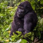 Uganda vs Rwanda: Where to go for gorilla trekking