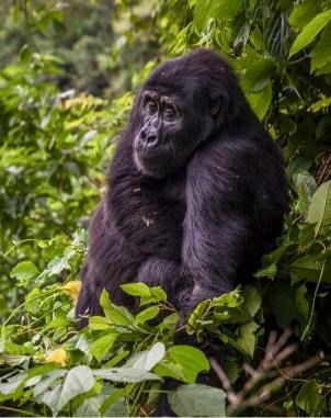 Uganda vs Rwanda: Where to go for gorilla trekking