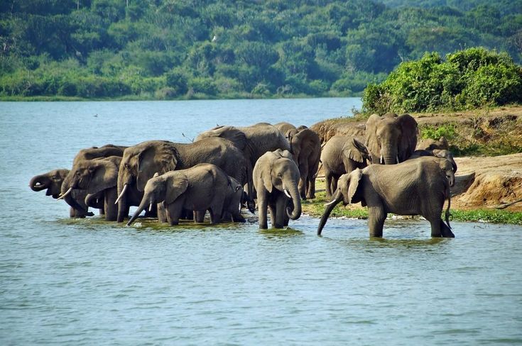 Top Travel Essentials for a Perfect Uganda Adventure