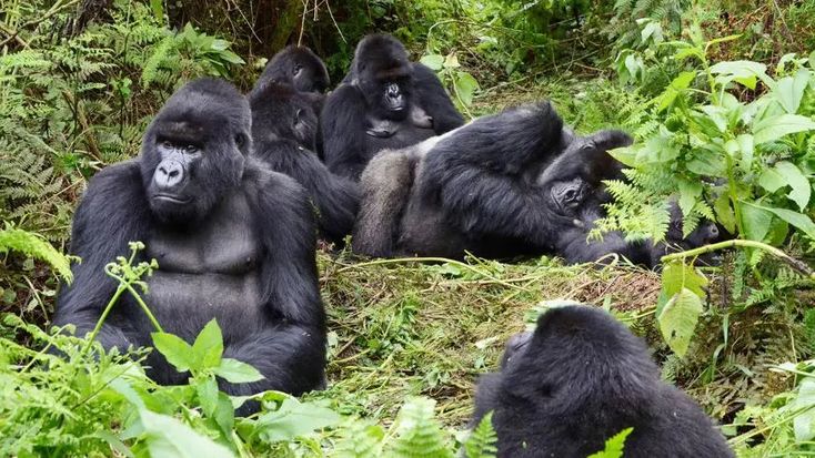 Gorilla Trekking in Volcanoes National Park