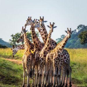 Read more about the article Join the Ultimate Uganda Photography Safaris in 2025