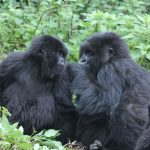 Rwanda Gorilla Permits 2025