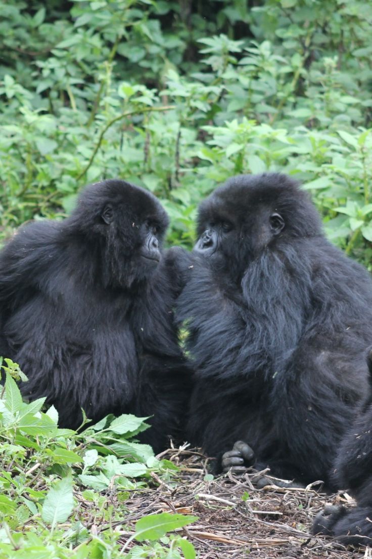 Rwanda Gorilla Permits 2025