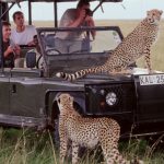 Uganda vs. Kenya: Which Safari Destination is Best?