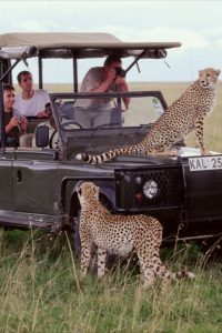 Read more about the article Uganda vs. Kenya: Which Safari Destination is Best?