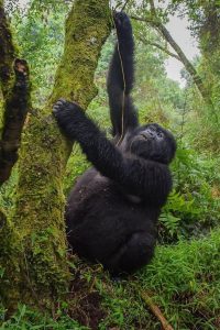 Read more about the article Photographer’s Guide to Capturing Mountain Gorillas