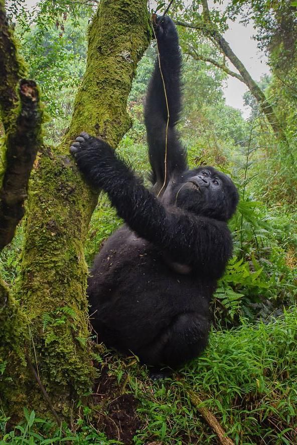 Photographer’s Guide to Capturing Mountain Gorillas