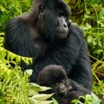 Gorilla Habituation vs Gorilla Trekking