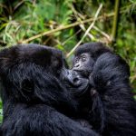 Best Gorilla Trekking Tours in Rwanda