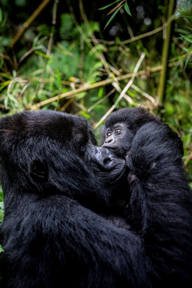 Best Gorilla Trekking Tours in Rwanda