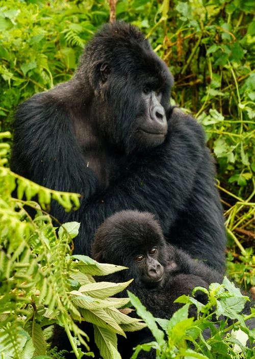 You are currently viewing Gorilla Habituation vs Gorilla Trekking