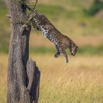 Luxury Safaris in Tanzania