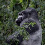 4-Day Rwanda Gorilla & Culture Tour