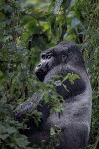 Read more about the article 4-Day Rwanda Gorilla & Culture Tour